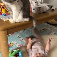 遊ばせる猫