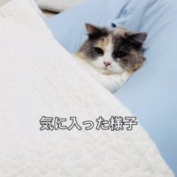 クッションでくつろぐ子猫