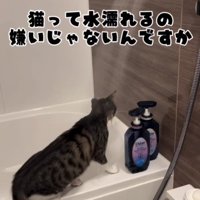 湯船の縁に立っている猫