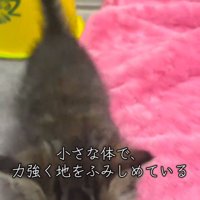 カメラに近づく子猫