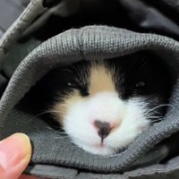 袖の中の猫