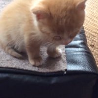 うとうとする子猫