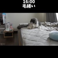 ベッドの上で毛づくろいをしている猫