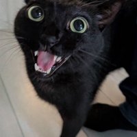 目を開いて耳を横に倒し、ペットシッターを見つめる猫