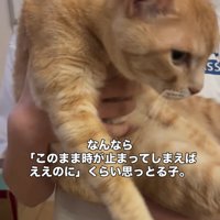 抱っこされ下を見ている猫