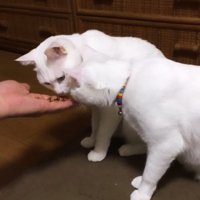 人の手に乗ったおやつを見る猫たち