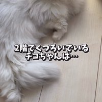 ママの声に耳をそばだてる猫