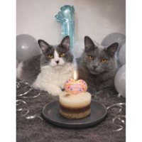 室内にいる猫