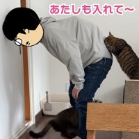 飼い主の背中に飛び移ろうとする猫