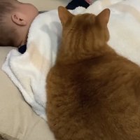 寝ている赤ちゃんの真横で香箱座りをしている猫の後ろ姿