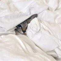 布団にくるまっている猫