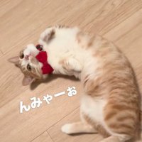 見上げる猫