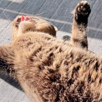 仰向けになって日向ぼっこ中の猫の口元