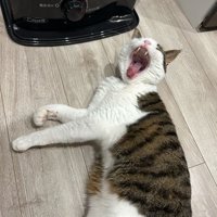 ストーブの前であくびしている猫
