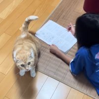 寝そべる子どもの近くでお座りをする猫