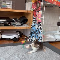 遊ぶ子猫