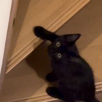 飼い主さんを上目遣いで見る子猫