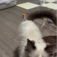 手のひらの上におやつを乗せた人と歩いている猫