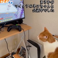 鳴き続ける猫