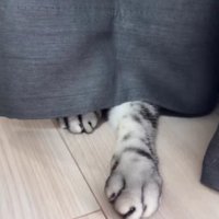 カーテンから覗く猫の足