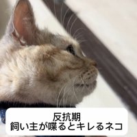 ご機嫌斜めな猫