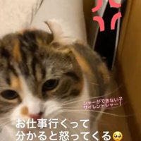 パンチする猫