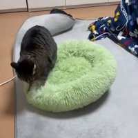 ペット用ベッドを前足で揉む猫