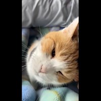 主の手にスリスリするミケ