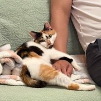 手に抱きつく猫