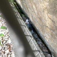 挟まっている子猫