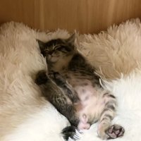 前足の位置が下がったもこくん