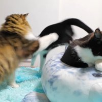 前足を伸ばすボス吉くん