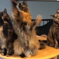 おもちゃに手を伸ばす中毛のサビ猫