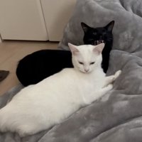 まったりする猫