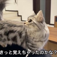 見る猫