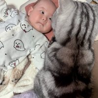 赤ちゃんを見守る猫2