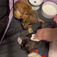 体を拭かれる子猫