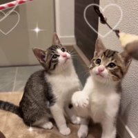 おもちゃで遊ぶ2匹の猫