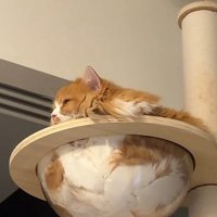 クリアボウルに入る猫