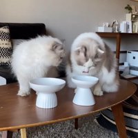並んでご飯を食べる2匹の猫