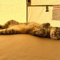 眠っているしまちゃん