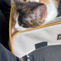 キャリーバッグの上で寝ている子猫