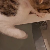 湯船に落ちている子猫の前足
