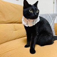 レースの首飾りを付けた黒猫
