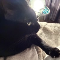 飼い主の方に手を伸ばす黒猫