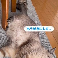 寝転がっている先住猫のしっぽを前足で触る子猫