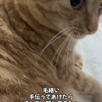 目を見開いて画面右側を見つめる猫のアップ