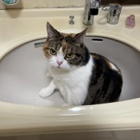 洗面台の中に座り込む猫
