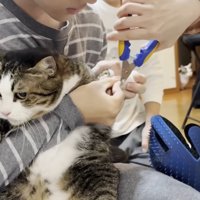 男性に抱っこされて爪を切られる猫