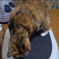 ブルブルマシンの上に乗っている猫